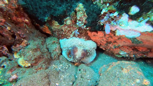 A large octopus peeking out of its den changes colors to match the surrounding environment.