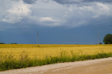 Fototapeta na wymiar Endless grain fields. Country landscape. Country road in the middle of fields.A thunderstorm is approaching