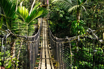 Suspended bridges at top of the trees in Parc Des Mamelles, Guadeloupe Zoo, in the middle of the rainforest on Chemin de la Retraite, Bouillante. Basse Terre in Guadeloupe Island, French Caribbean.