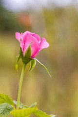 A beautiful roses after rain