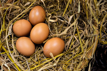 brown eggs in a nest
