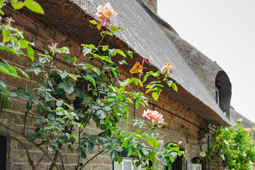 Wild and native roses seen climbing up the front of an old, English thatched cottage in midsummer. Detail of the thatching and brick wall are visible.