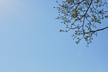 branches of tree against blue sky