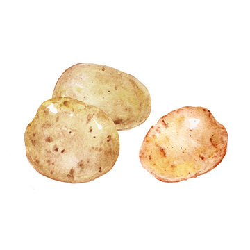 Potatoes root vegetable watercolor illustration sketch on white background