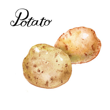 Potatoes root vegetable watercolor illustration sketch with splashes and splatters on white background