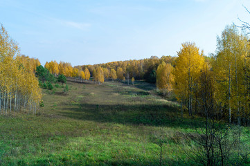 Natural background with birch by grove by autumn