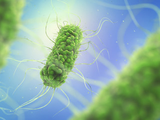 Pathogenic Salmonella Bacteria, Microbiology and infectious diseases