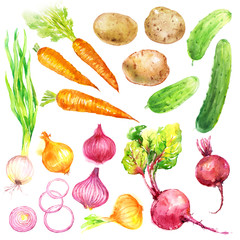 Vegetables watercolor illustration collection set with onion, potatoes, carrots, beetroots