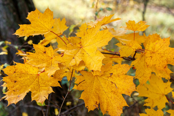 Fototapeta na wymiar Yellow maple leaves on a branch