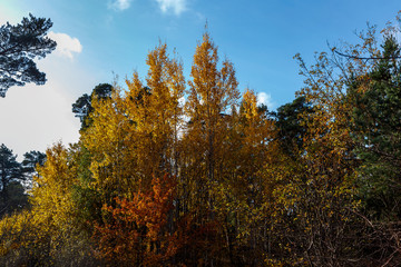 Fototapeta premium Trees with yellowed leaves