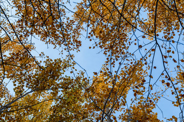 Tops of trees with yellow leaves against a blue sky