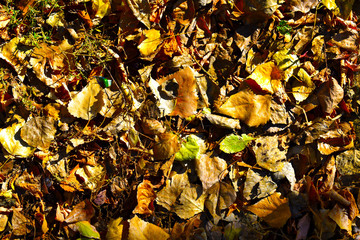 autumn leaves on a background