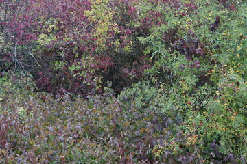 Herbstliche Büsche