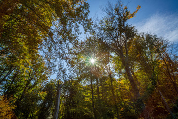 Beautiful autumn in Bilogora forests