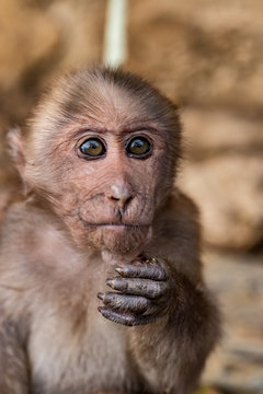 Monkey prisonner as a pet in countryside, Lao PDR 