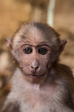Monkey prisonner as a pet in countryside, Lao PDR 