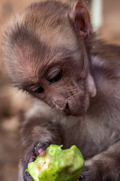 Monkey prisonner as a pet in countryside, Lao PDR 