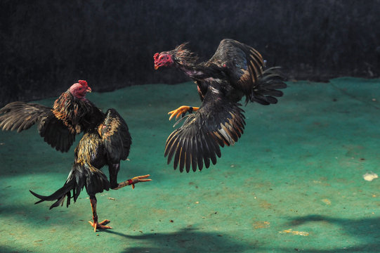 Two roosters fighting