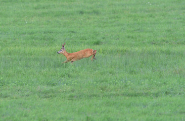 Roe deer running on the meadow in mating season