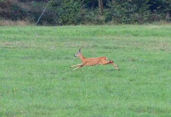 Roe deer running on the meadow in mating season