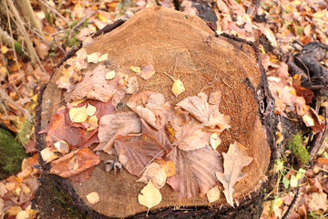 Old stump with mushrooms in a beautiful autumn forest.