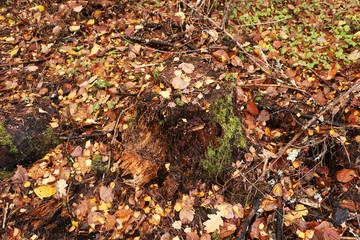 Old stump with mushrooms in a beautiful autumn forest.