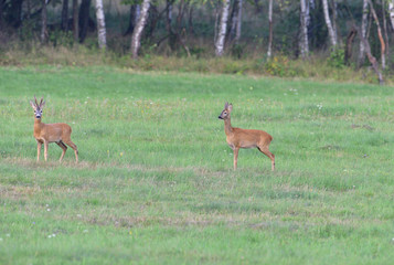 Roe running  on the green meadow in rut season