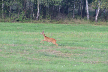 Roe running  on the green meadow in rut season