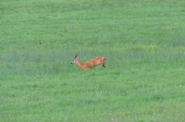 Roe deer running on the meadow in mating season