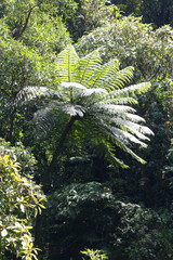 felce arborea