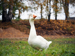 White beautiful goose on the background of autumn nature