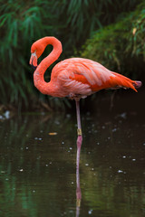flamingo in zoo