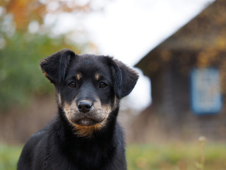 Portrait of a dog on the background of the house. Shepherd puppy