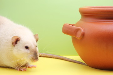 A rat is a symbol of the new year 2020 near the clay pot