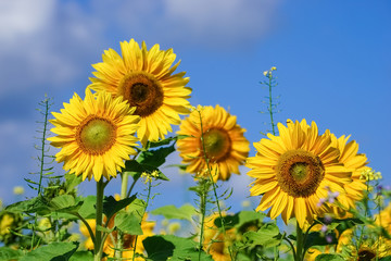 Sonnenblumen in voller Blüte