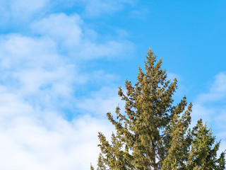 Green spruce branches against a blue cloudy sky.
