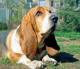 Basset