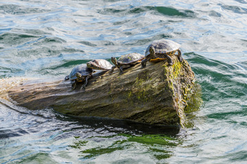 Fototapeta premium Four Sunning Turtles 2