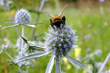 The bumblebee on this flower found a good breakfast.