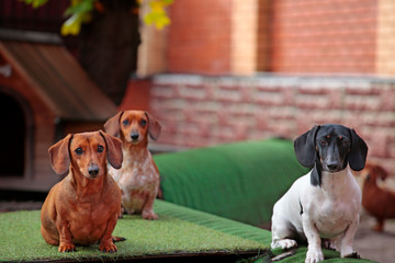 dog kennel brick wall background 