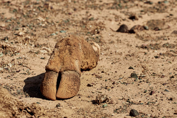 Fototapeta na wymiar Remains of cloven-hoofed animals in the Gobi Desert