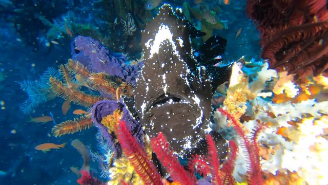 A large black frogfish rests motionless on a tropical reef waiting for small fish to swim by which he will swiftly ambush and eat.