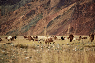 Fluffy cashmere goats on the pastures
