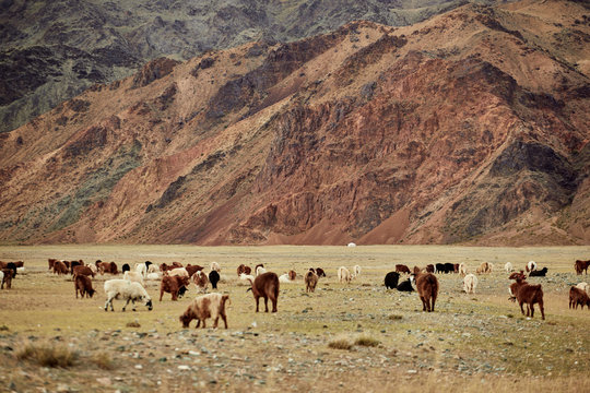 Fluffy Cashmere Goats On The Pastures