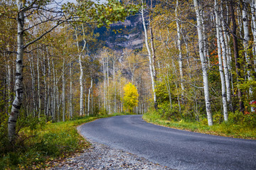 Fototapeta premium Aspen trees