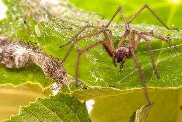 Spinne