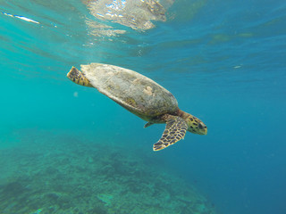 Obraz na płótnie Canvas wildlife maldivian sea turtle (marine turtles)