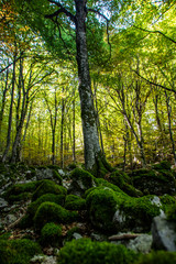 Beech woods