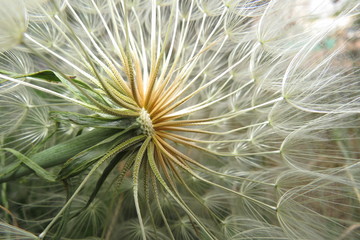 Fototapeta premium closeup of a dandelion