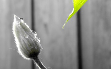 Droplets on a Clematis Bud